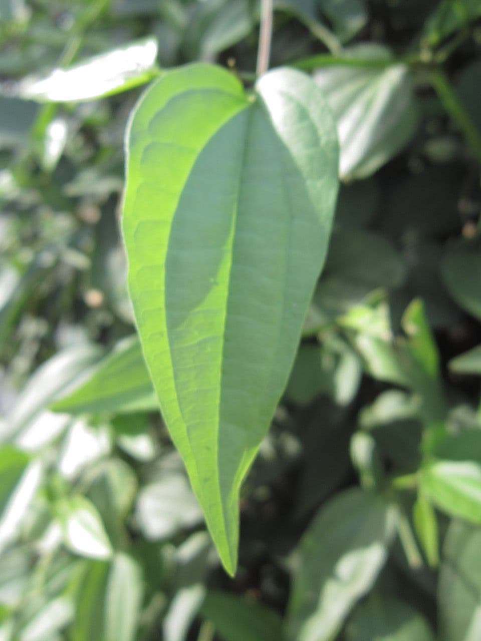 Baum-Pfeffer 9