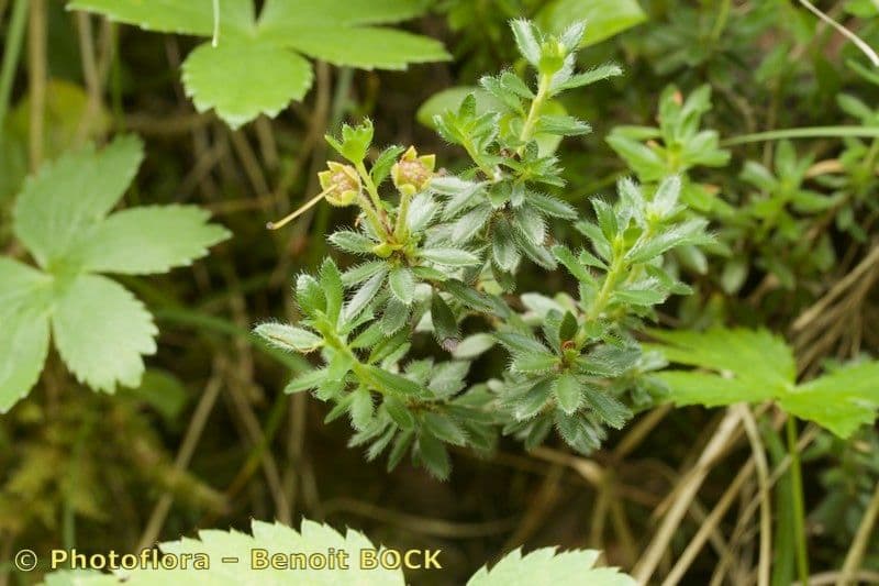 Rhodothamnus 18