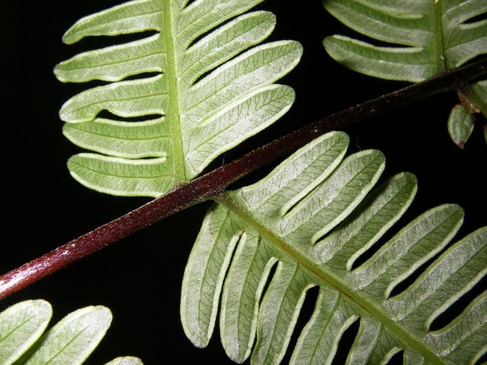Pteris quadriaurita 3
