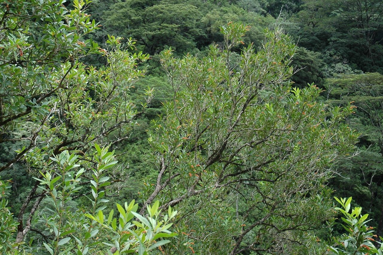 Citharexylum à queue 14