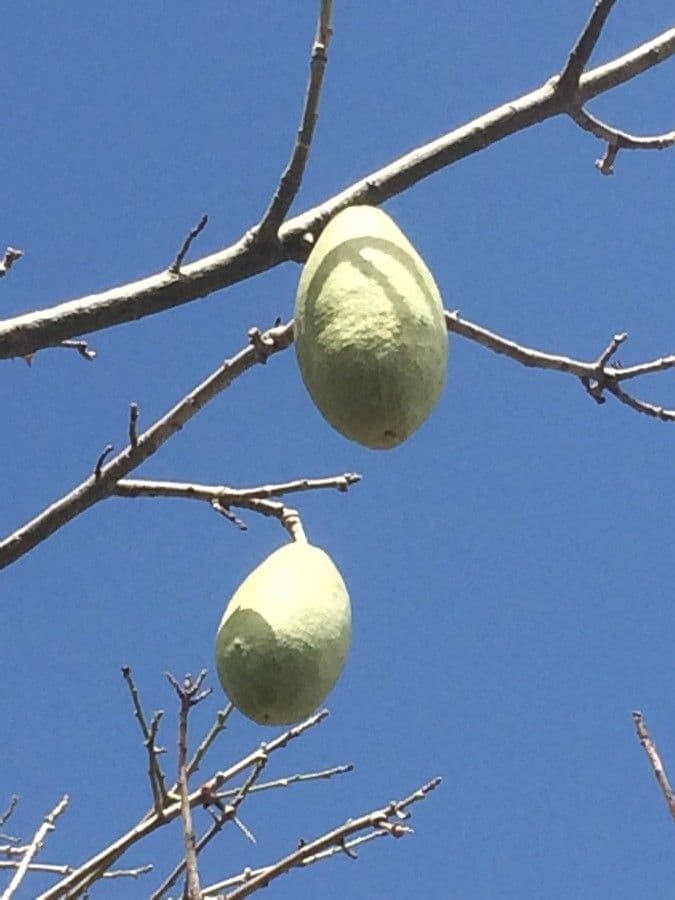 Ceiba speciosa 3