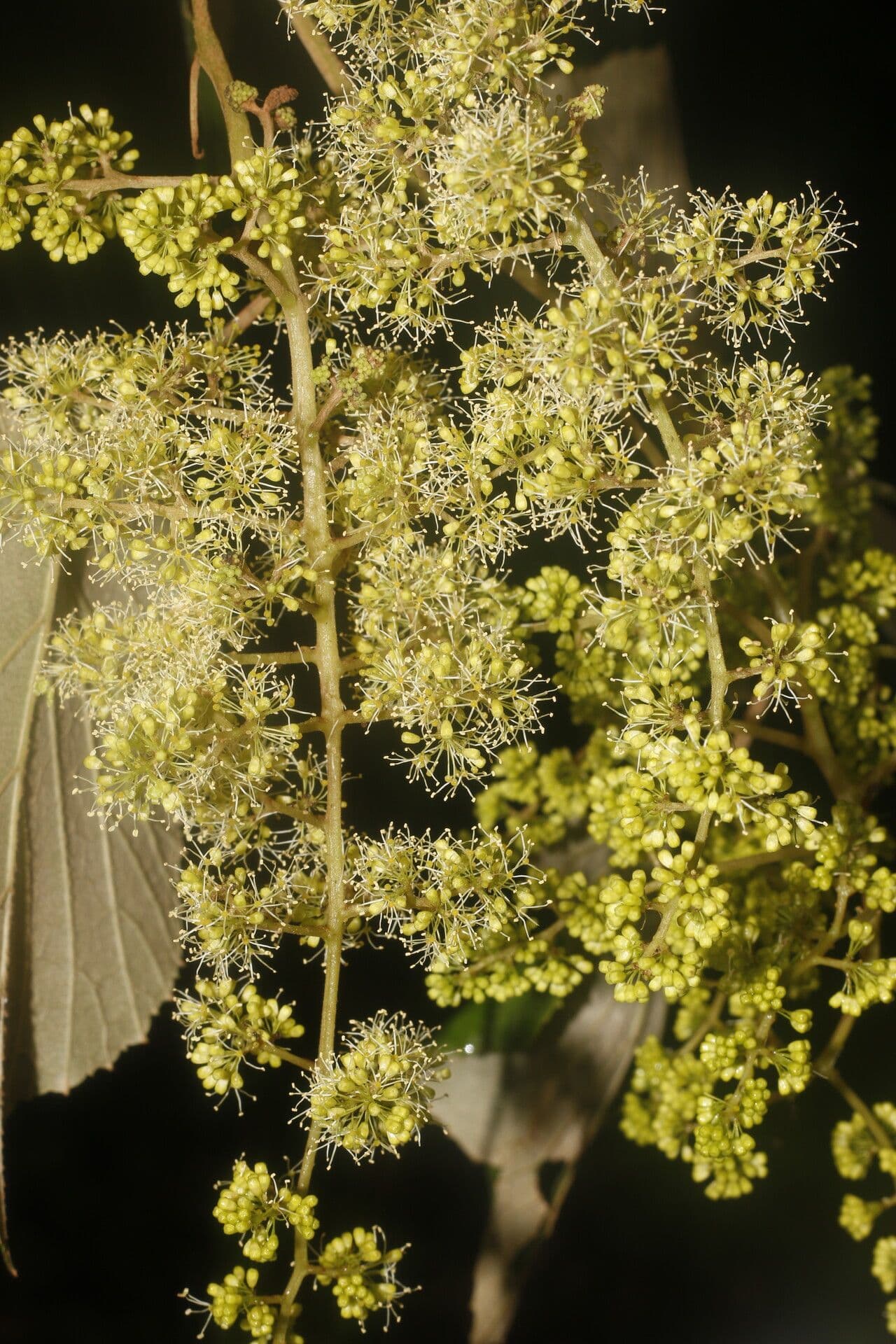 Vitis tiliifolia 7