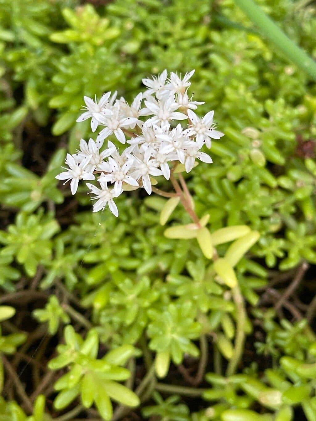 Borracina bianca 17