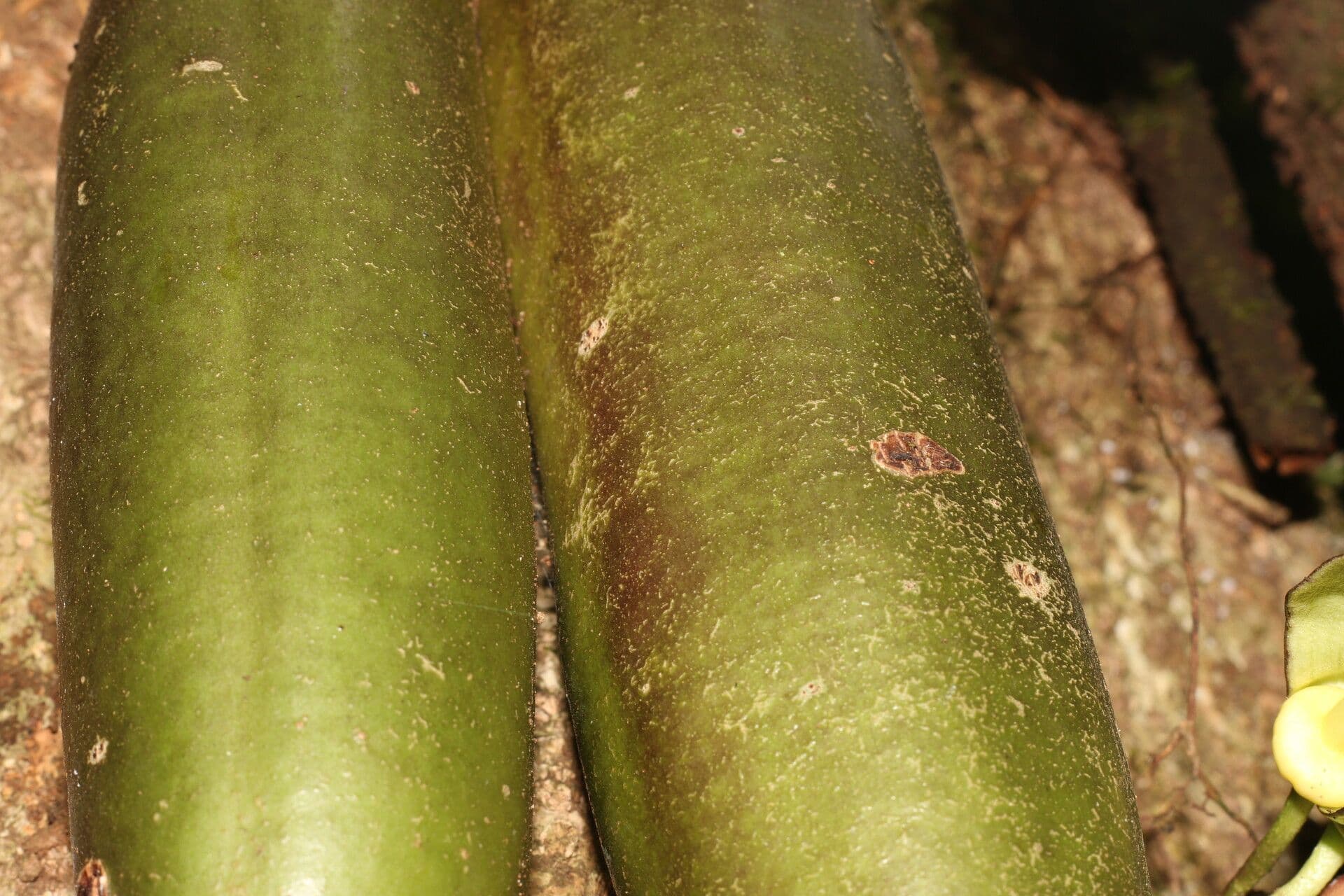 Parmentiera 18