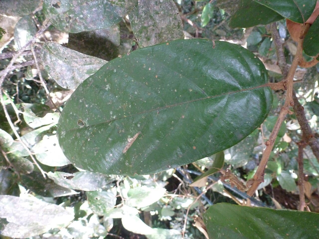 Licania 11