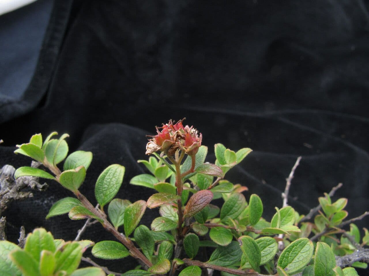 Spirea arcuata 5