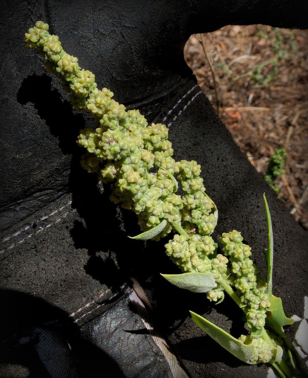 Chenopodium berlandieri 8