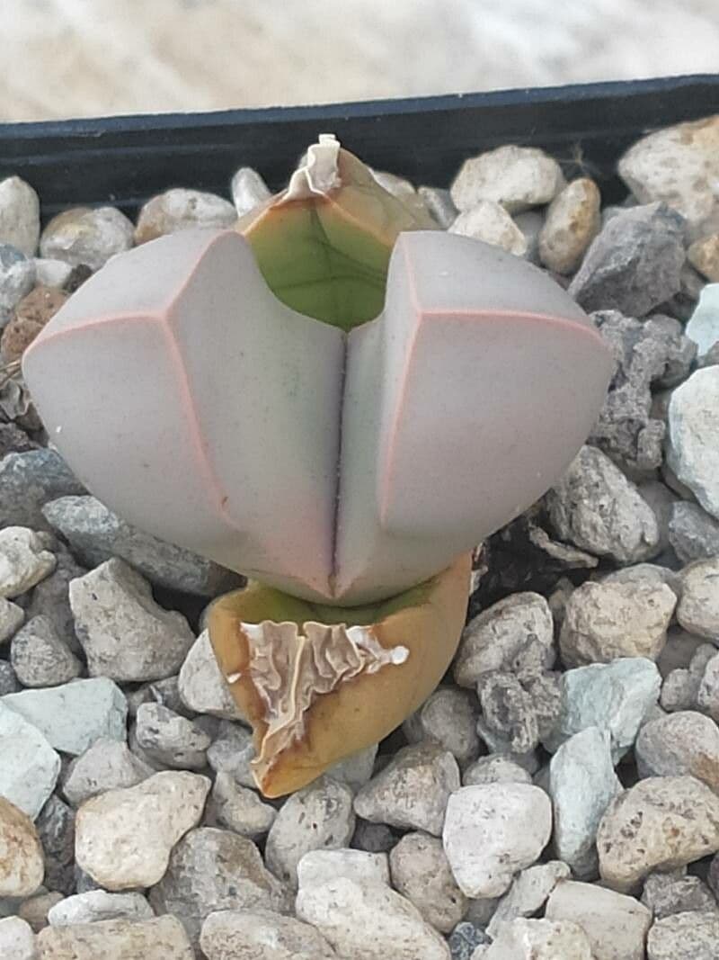 Lapidaria 10