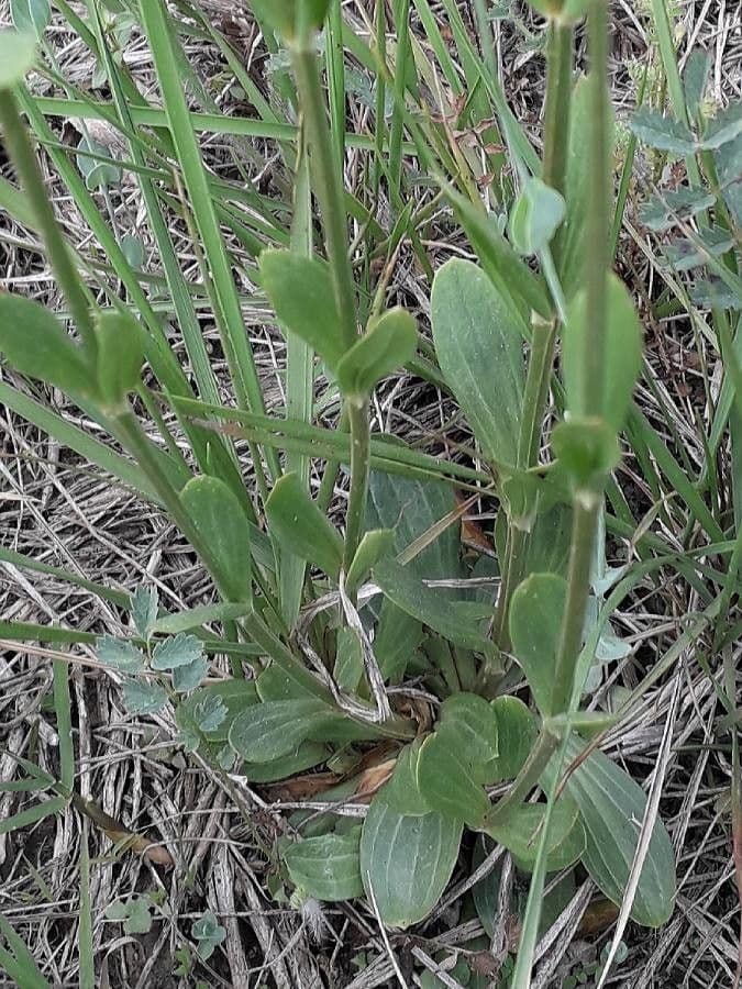 Centaurea minore 17