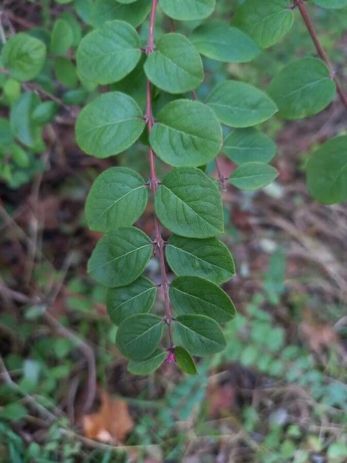 Sinfricarpo orbicolare 18
