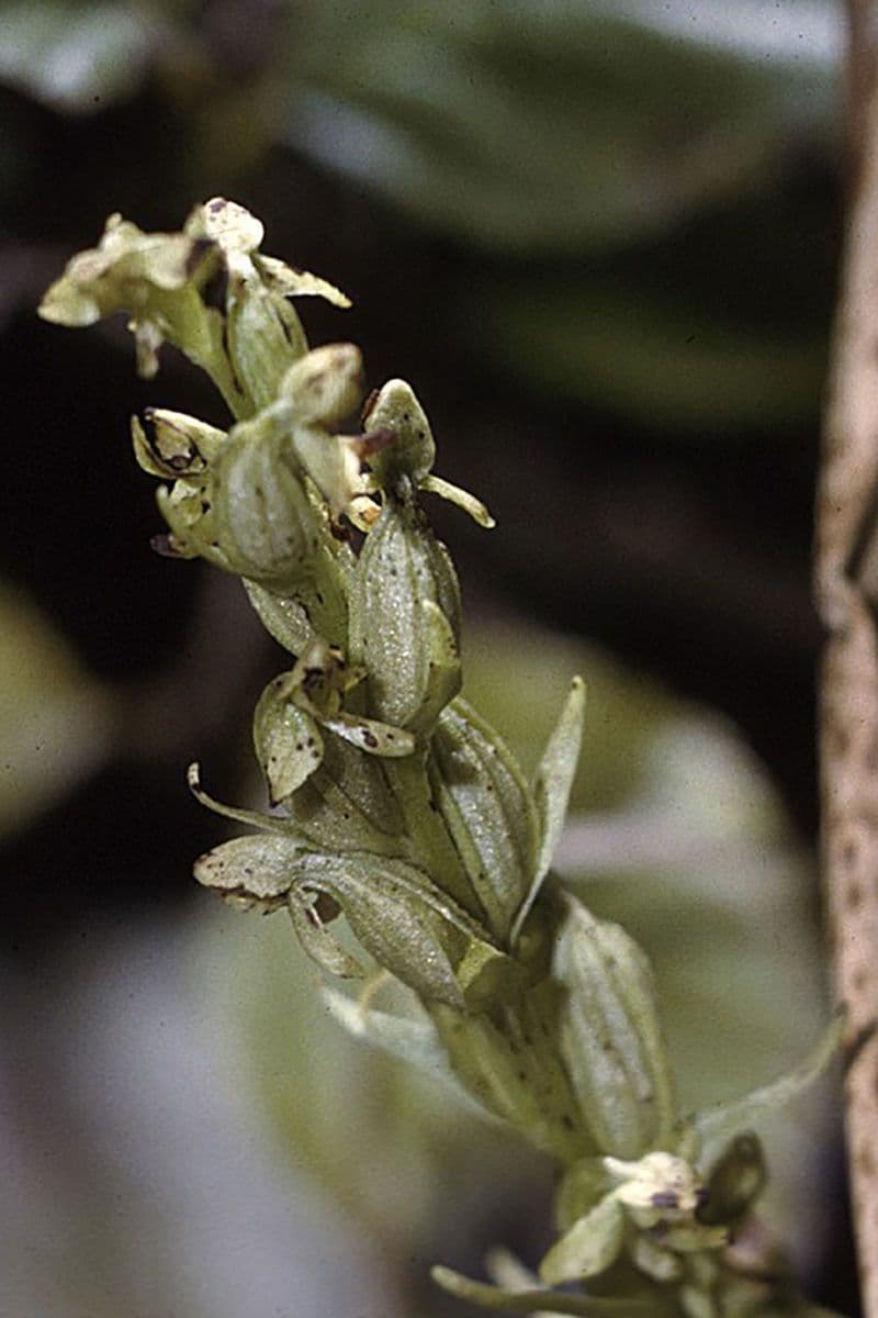 Platantera boreale 5