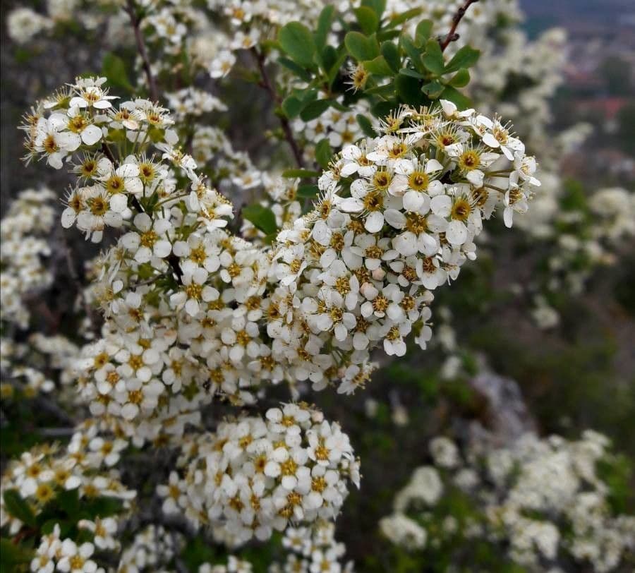 Spirea ipericifolia 4