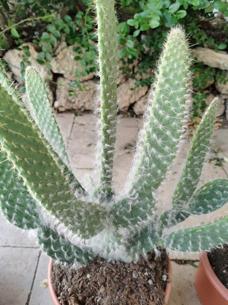 Opuntia leucotricha 22