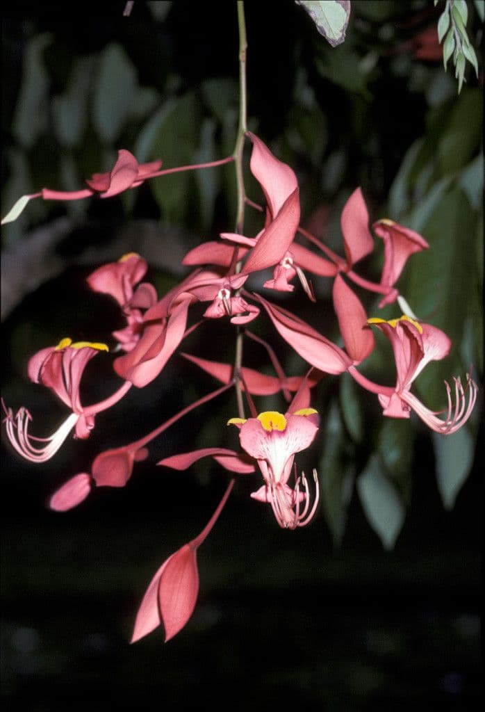 Amherstia