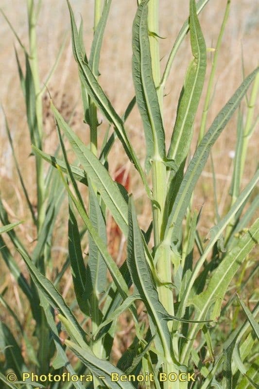 Crespigno palustre 20