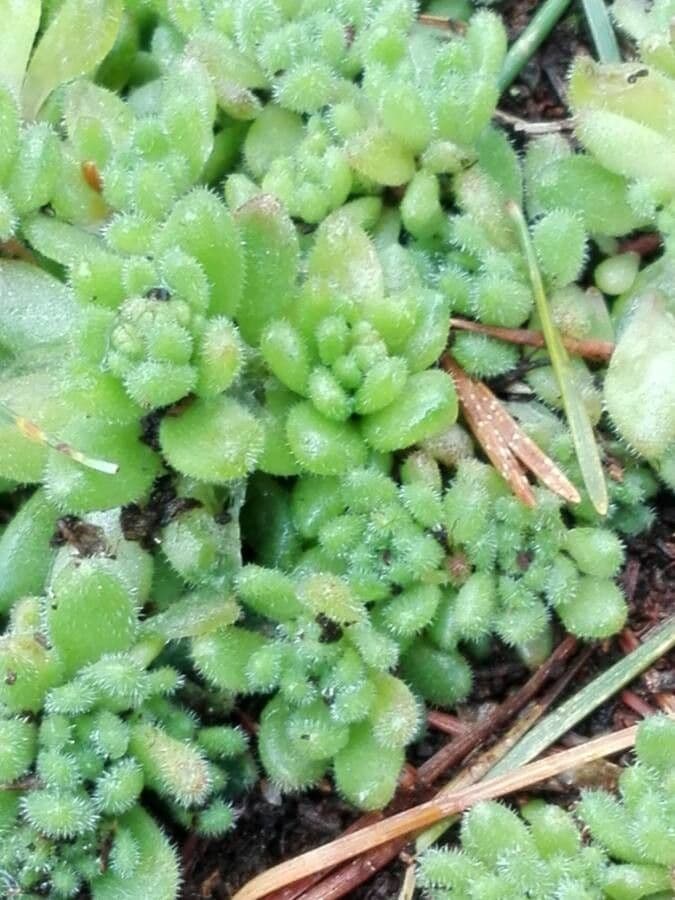Sedum 21