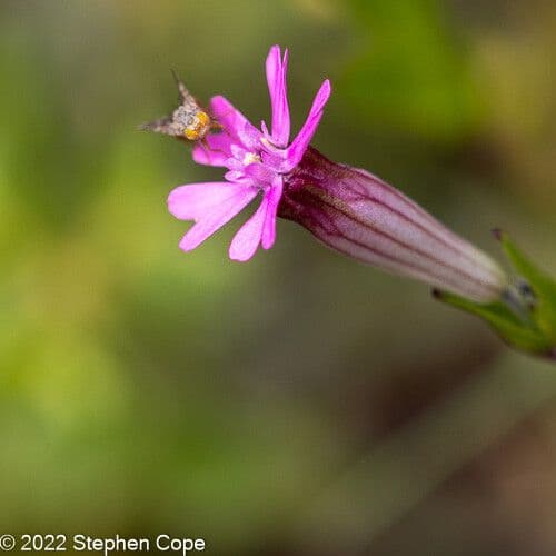 Silene rossastra 3