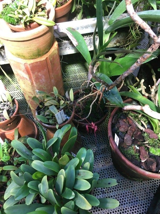 Bulbophyllum 10