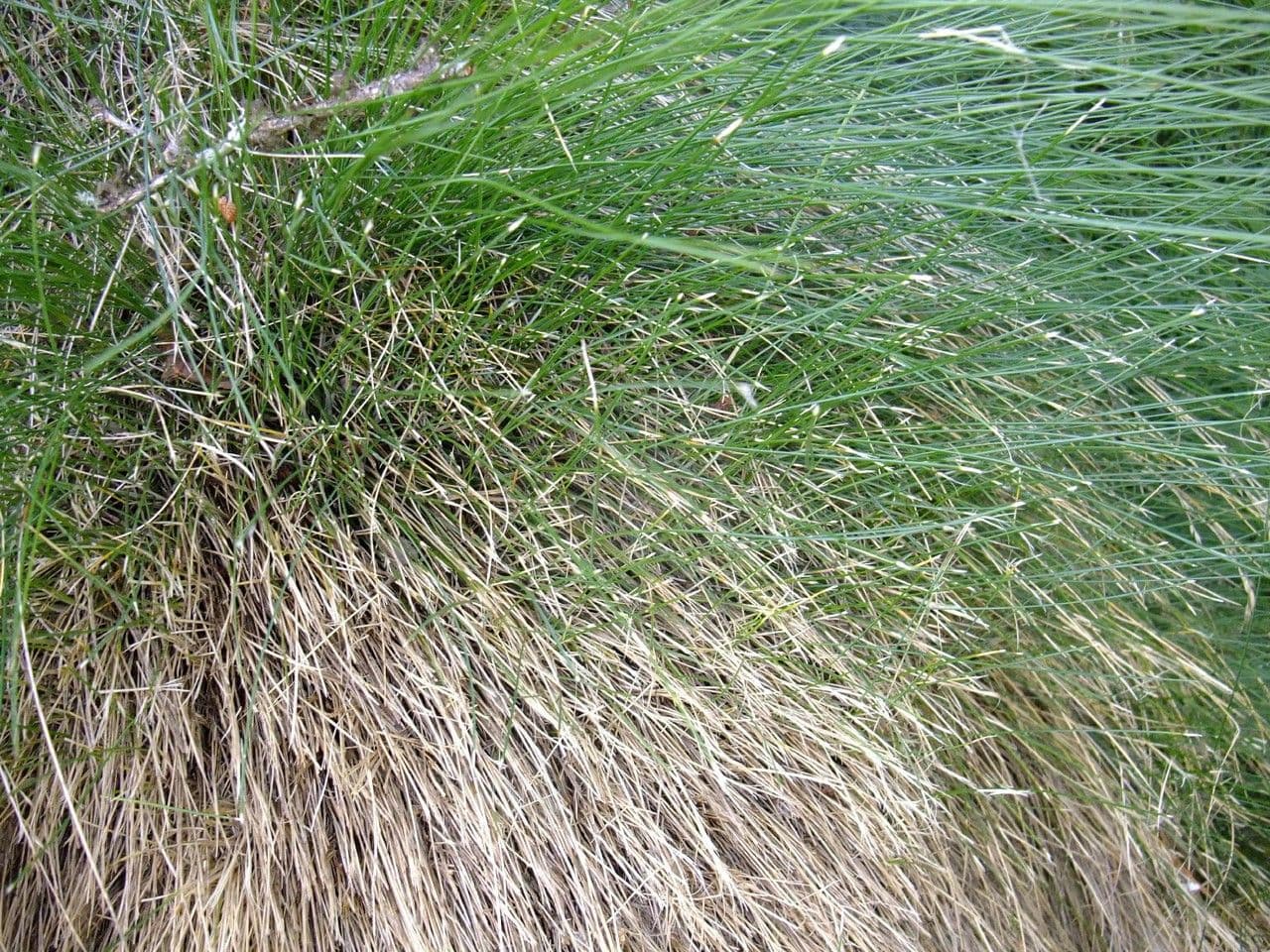 Festuca varia 3