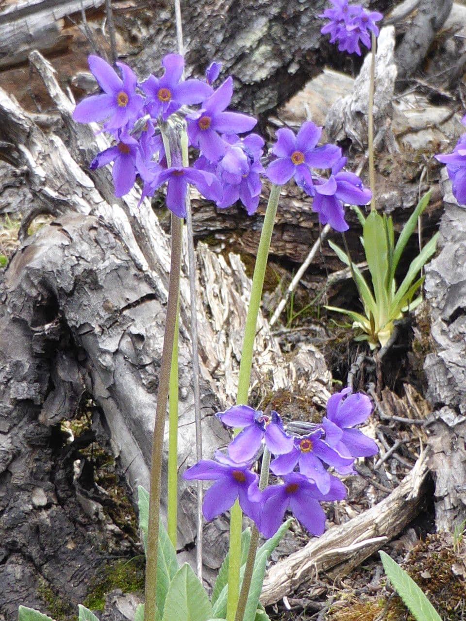 Primavera macrophylla 3