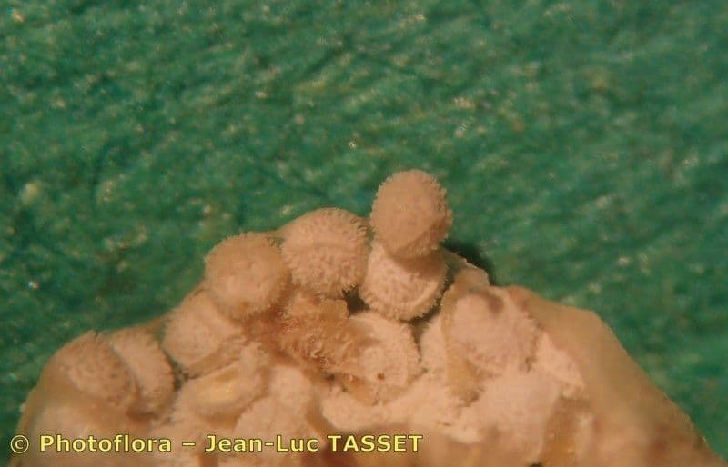 Calamaria a spore spinulose 9