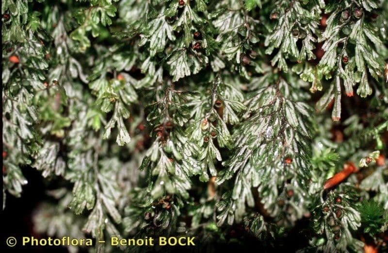 Braunes Hymenophyllum 20