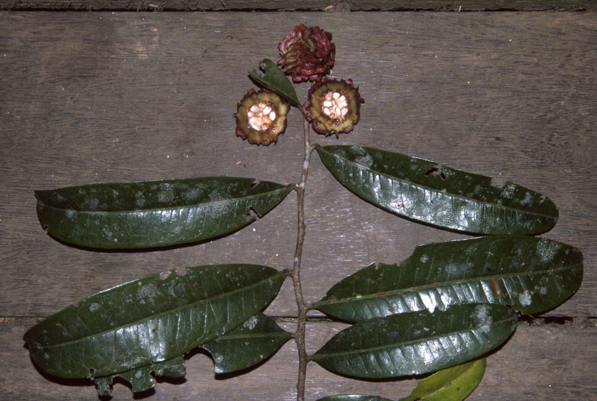 Neoptychocarpus