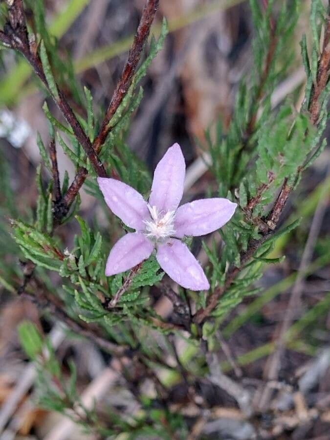 Philotheca 4