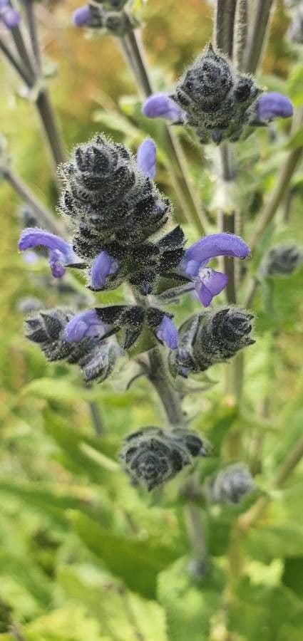 Salvia 3