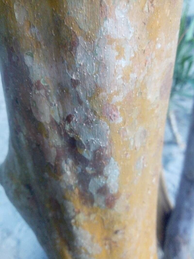 Eugenia 22