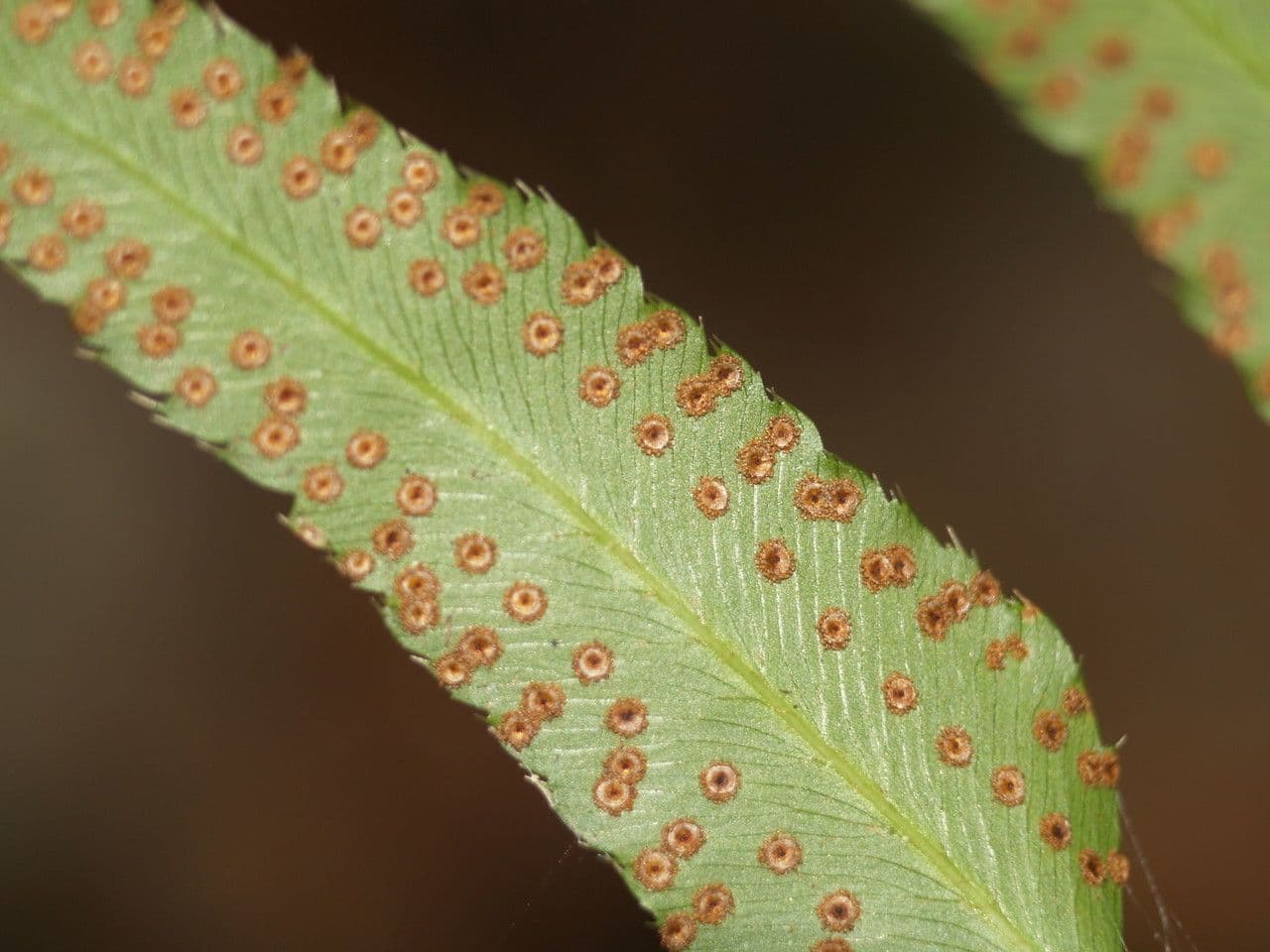 Phanerophlebia umbonata 9