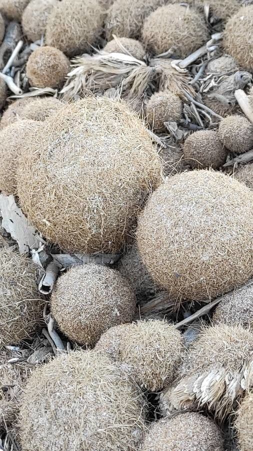 Posidonie mořská 18