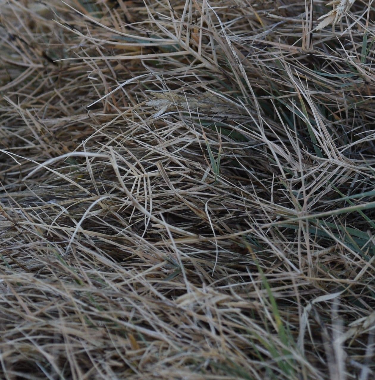 Distichlis spicata 8
