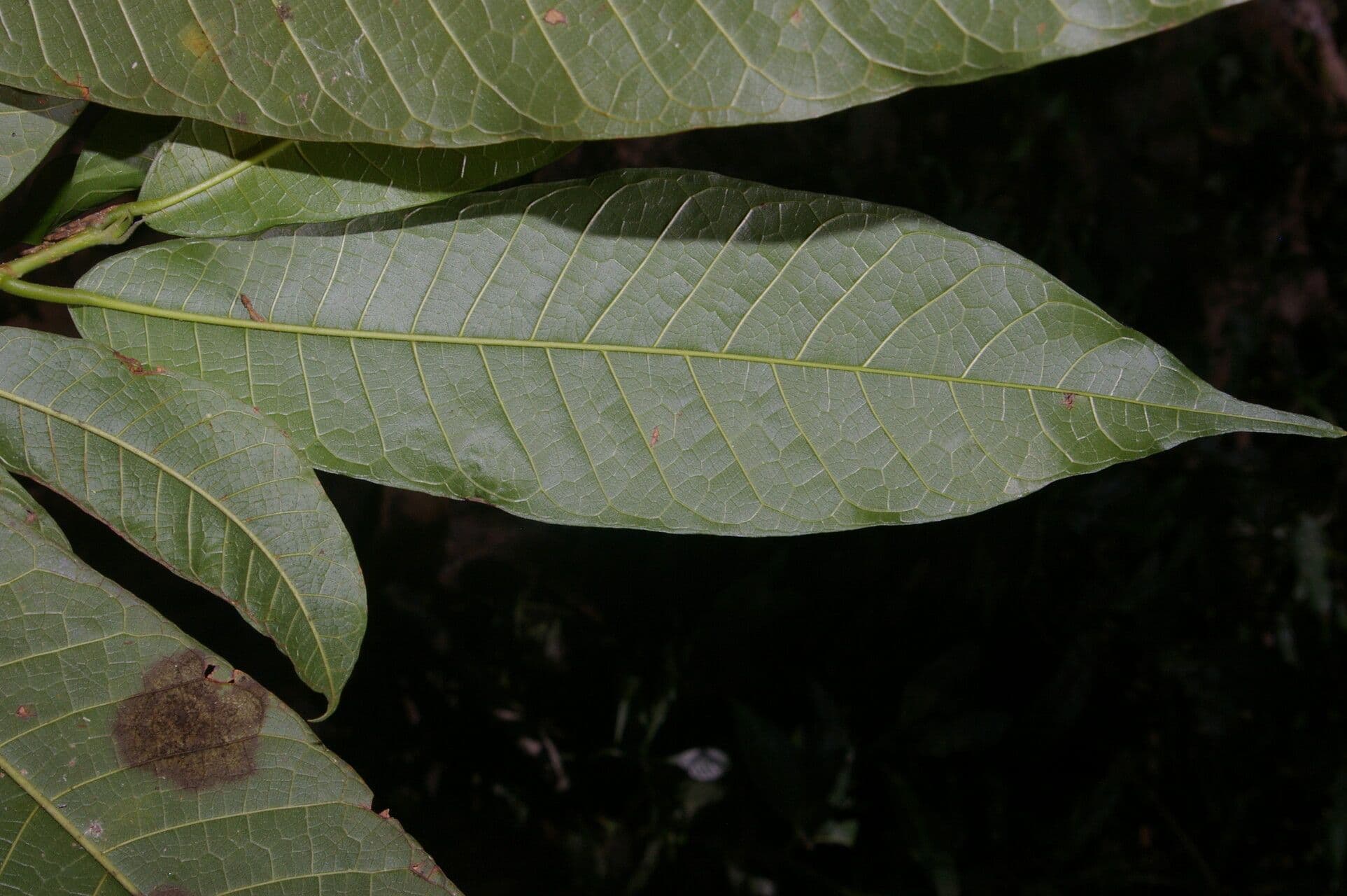 Brosimum lactescens 5