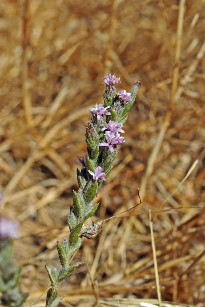Lessingia lanuginosa 3