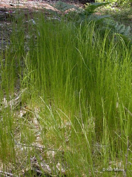 Deschampsia elongata 2