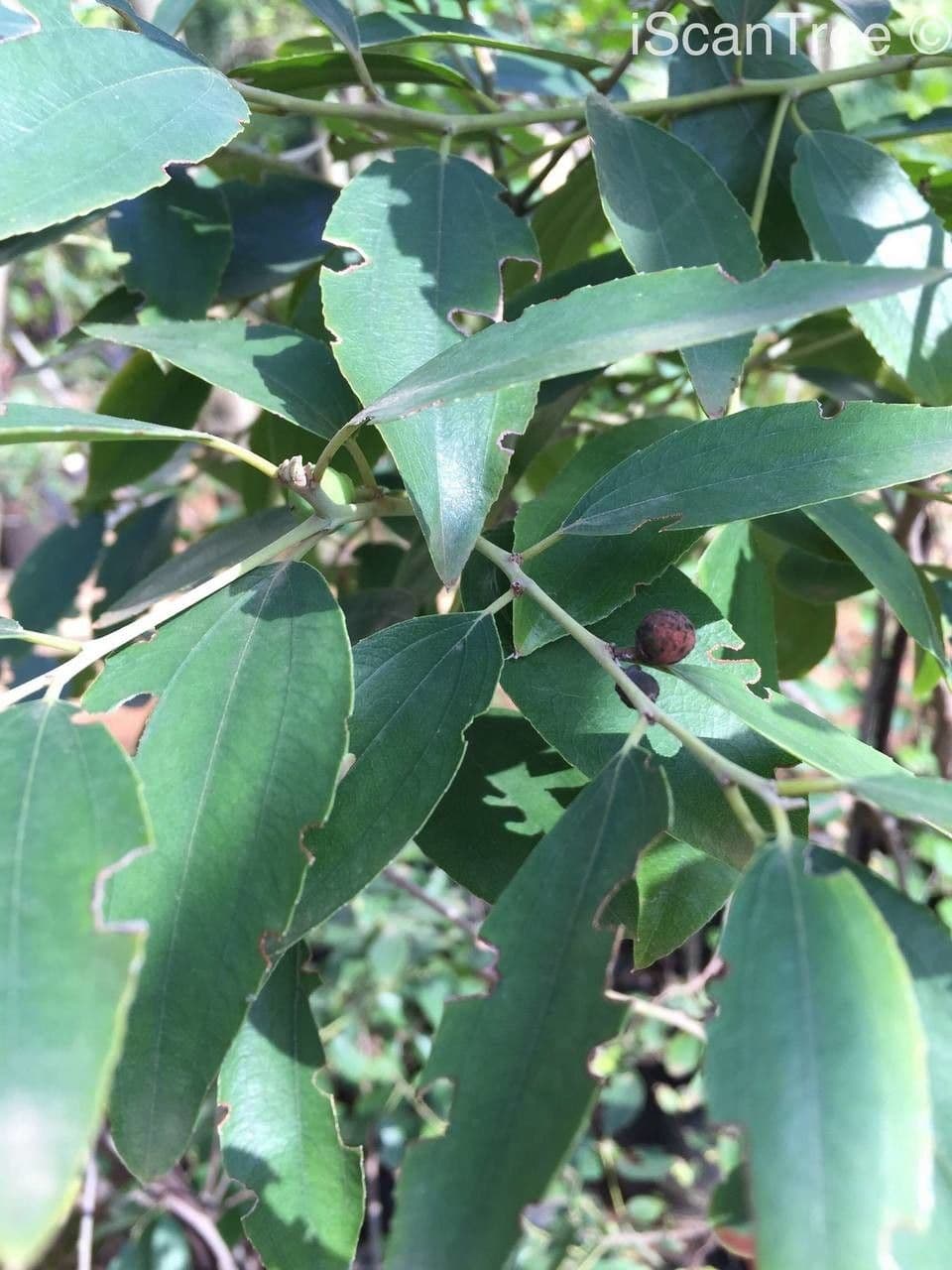Ziziphus 10