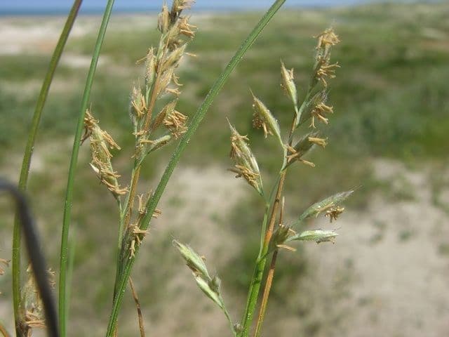 Festuca rossa