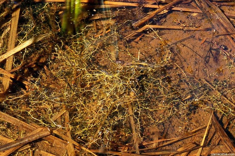 Erba-vescica minore 25