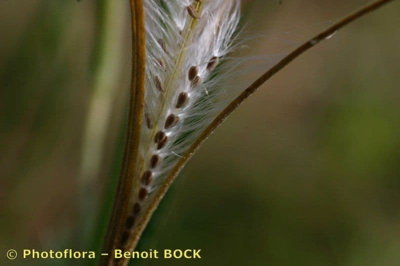 Garofanino quadrangolare 2