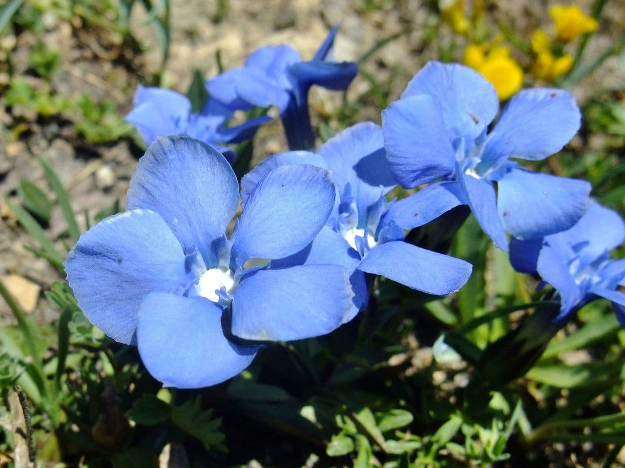 Genziana minore 3