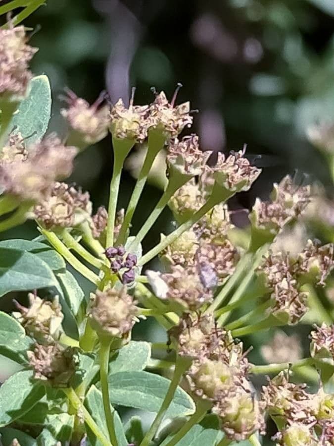 Spirea giapponese