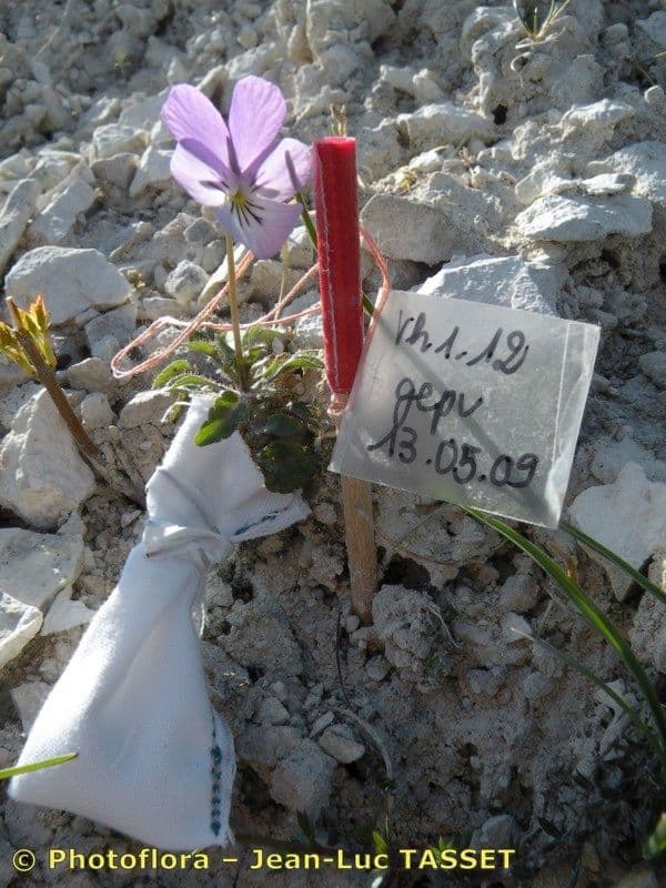 Viola aspra