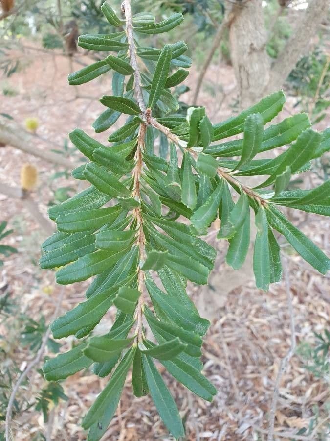 Banksia 12