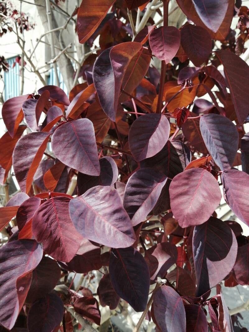 Euphorbe cotinifolia 15