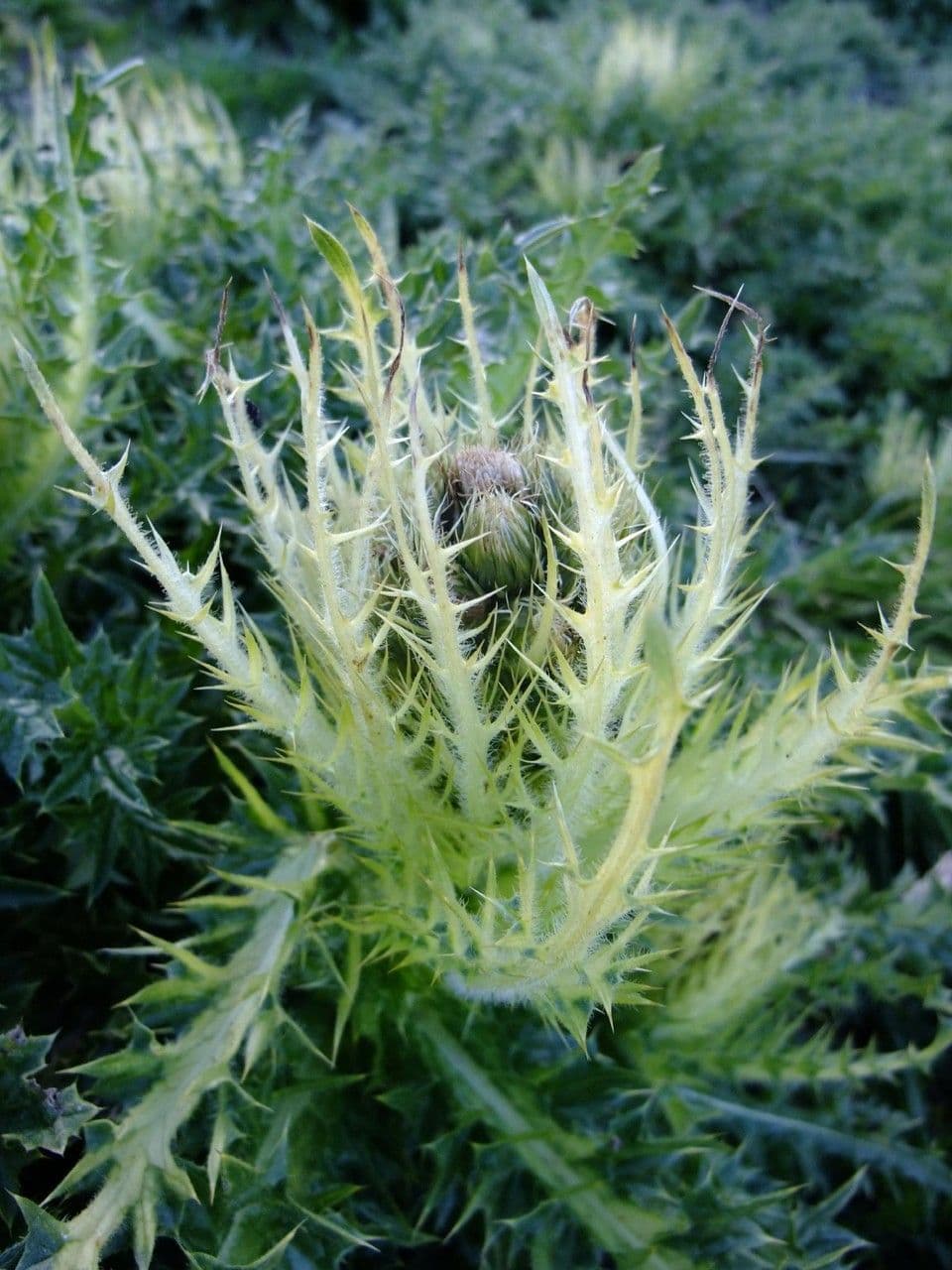 Cardo spinosissimo 14