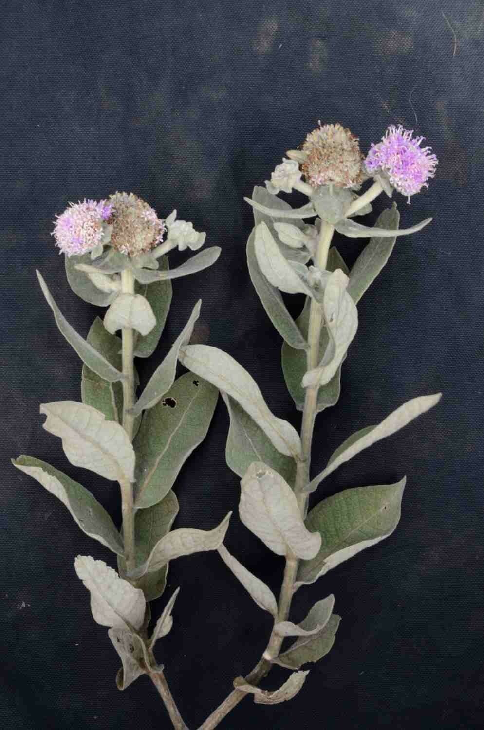 Eremanthus 4