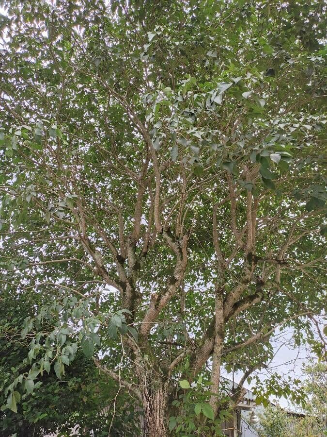 Tabebuia 13