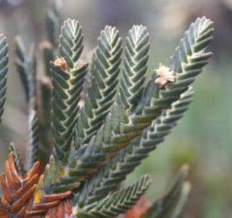 Andicolea 4