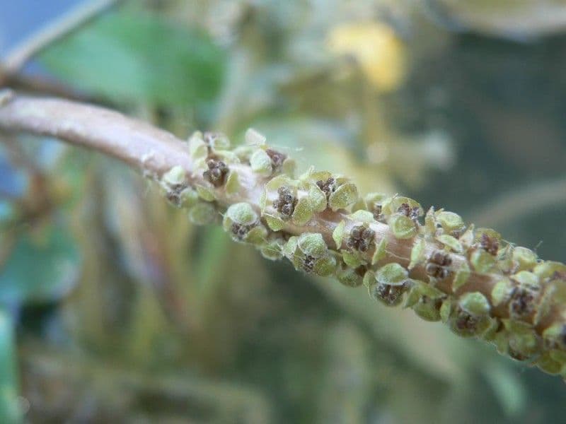 Brasca nodosa 2